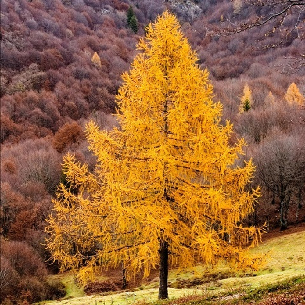 Лиственница европейская