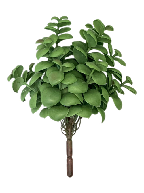 Суккулент крассула 109