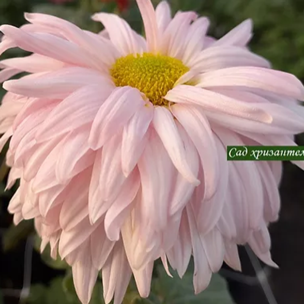 Хризантема крупноцветковая Amelia Rose  ☘  ан 44  (на август 23г)