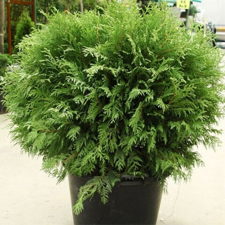 Туя западная Вудварди C2 20-30