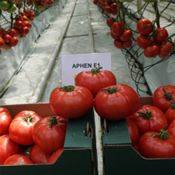 Семена томата Афен F1, Сlause, 5 шт.