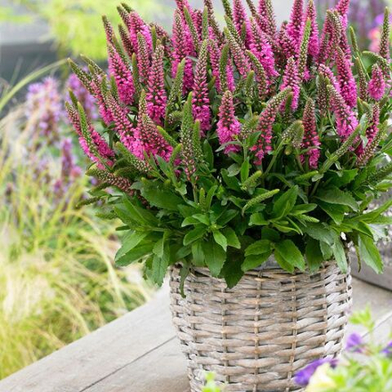 Вероника Пёплишез С2