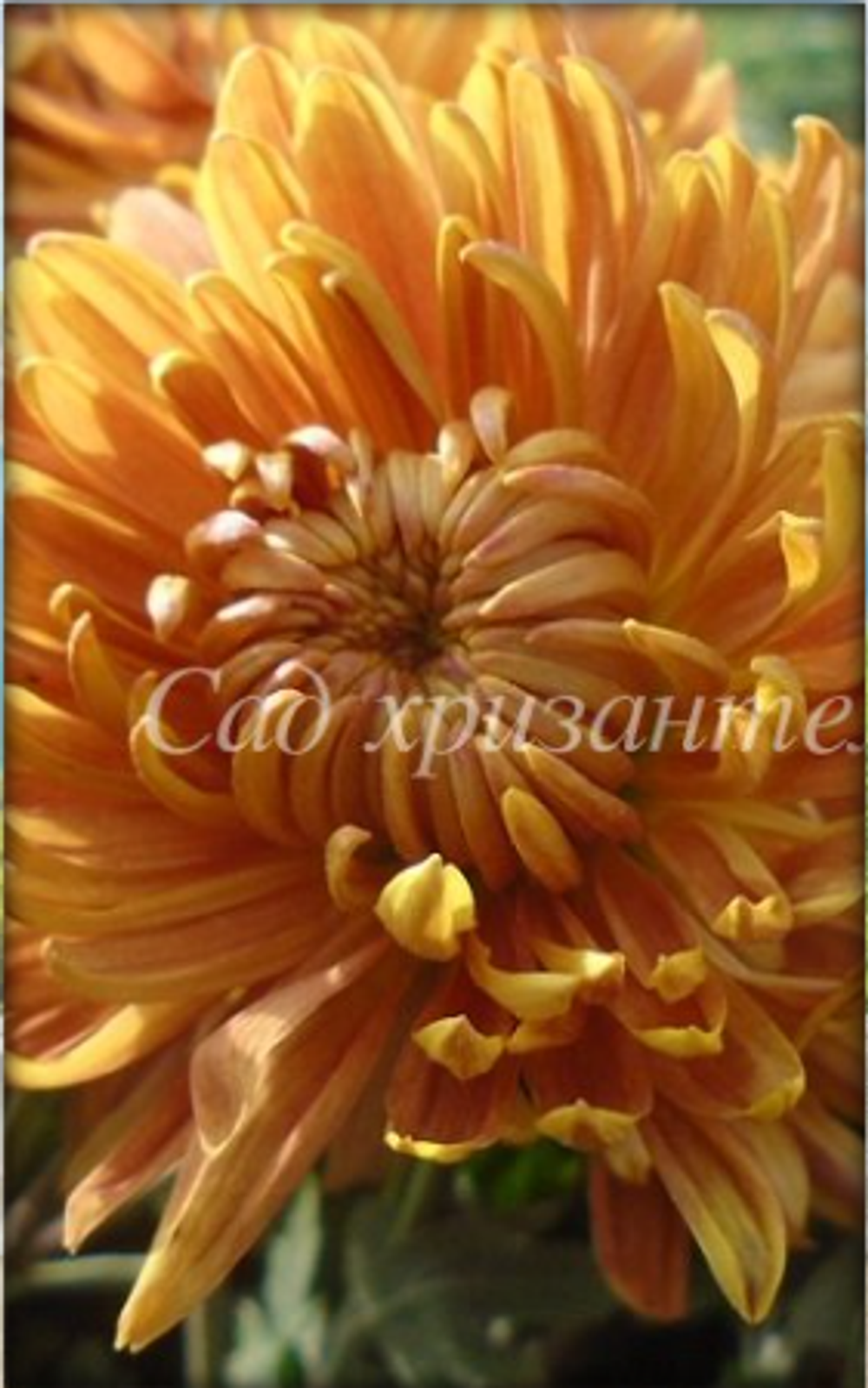 корейские цветы