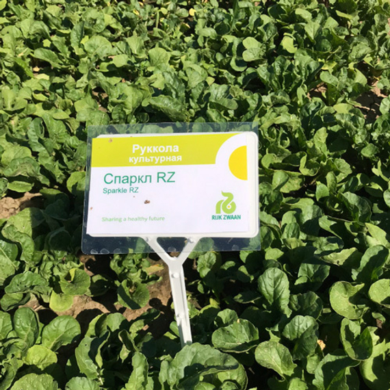 СПАРКЛ семена рукколы Rijk Zwaan цена – фото 3