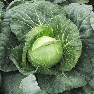 Капуста белокочанная Парел F1 100 (семян)