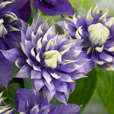 Клематис Тайга С2