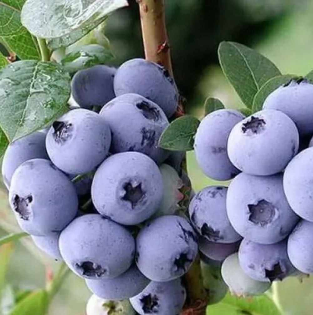 Дениз Блю голубика 1 год р9