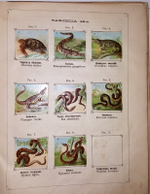 "Рельефный зоологический атлас. Часть третья. Пресмыкающиеся и рыбы.". Гагельберг. 1880г. - антикварное издание