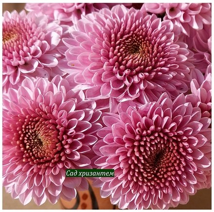 Кустовая хризантема Бон-бон /к.18/поставка весна 2026г/