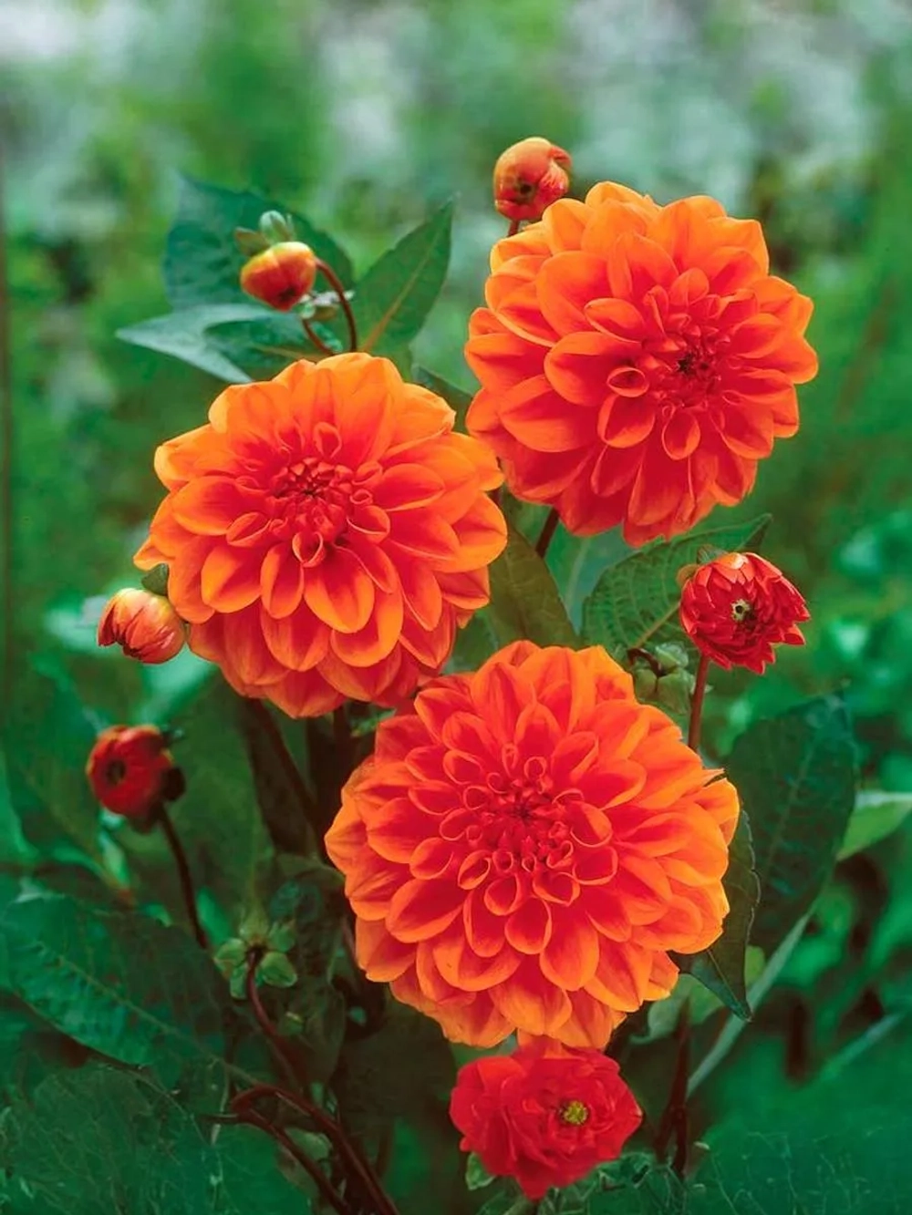 Георгин бордюрный Оранж Наггет