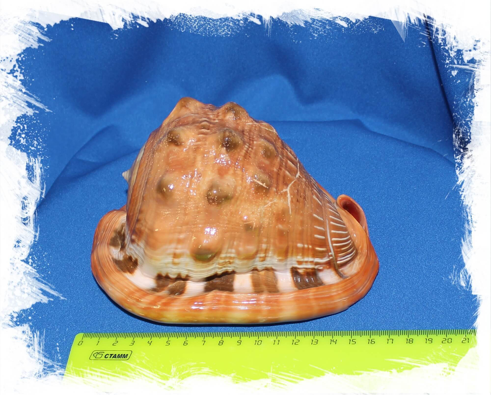 Ципрекассис руфа размер