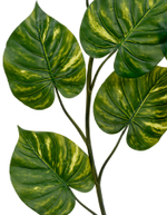 Потос Giant лиана дл-240 см 15 листов (Sensitive Botanic) 6/24 20.092235GY