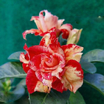 Адениум ADELIA