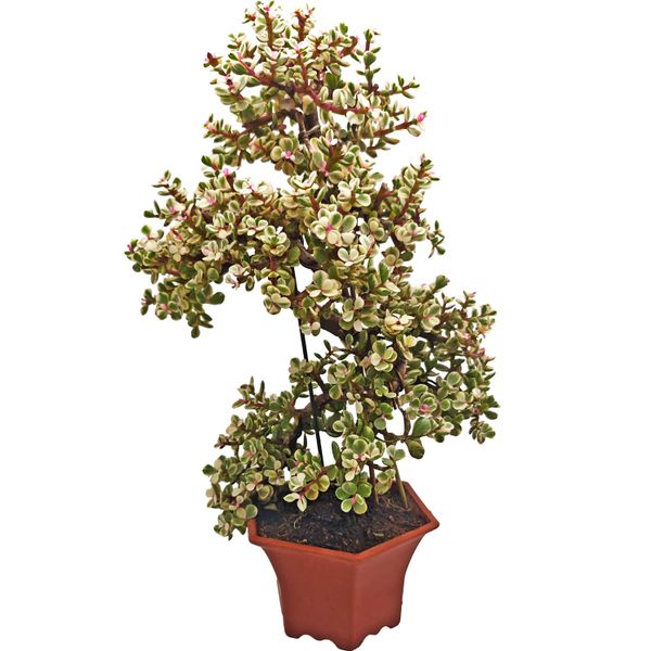 Бонсай Портулакария Афра вариегата D16 H42