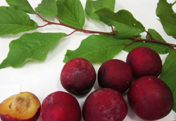 Слива Шелест