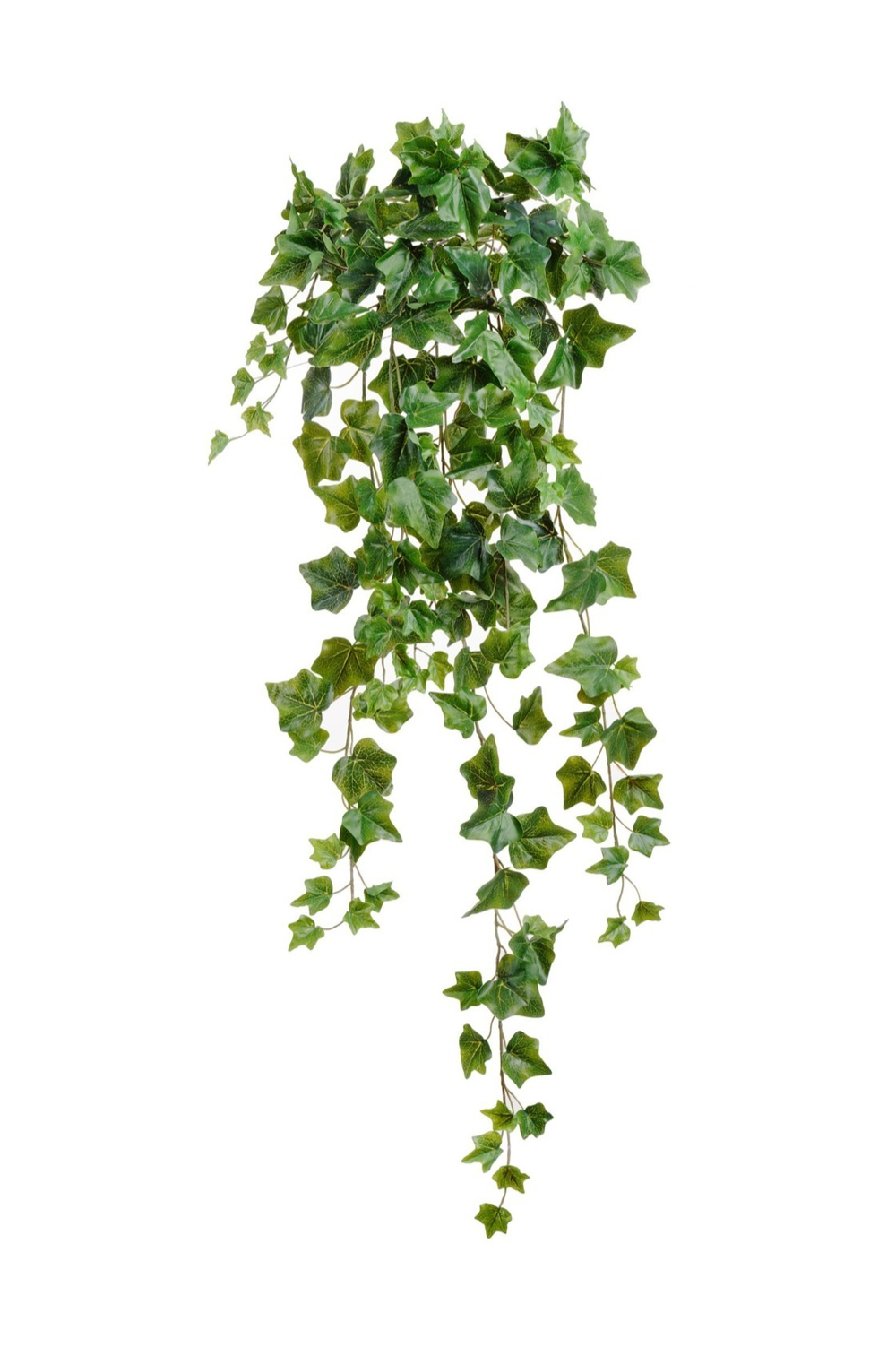 Английский плющ Олд Тэмпл зеленый , в-90 см, 135 см, 170 см