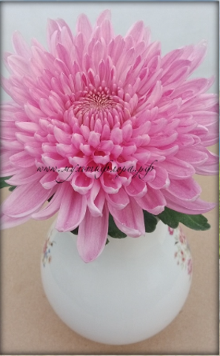 Хризантема одноголовая Минка розовая ☘ о.16      (отгрузка Май)