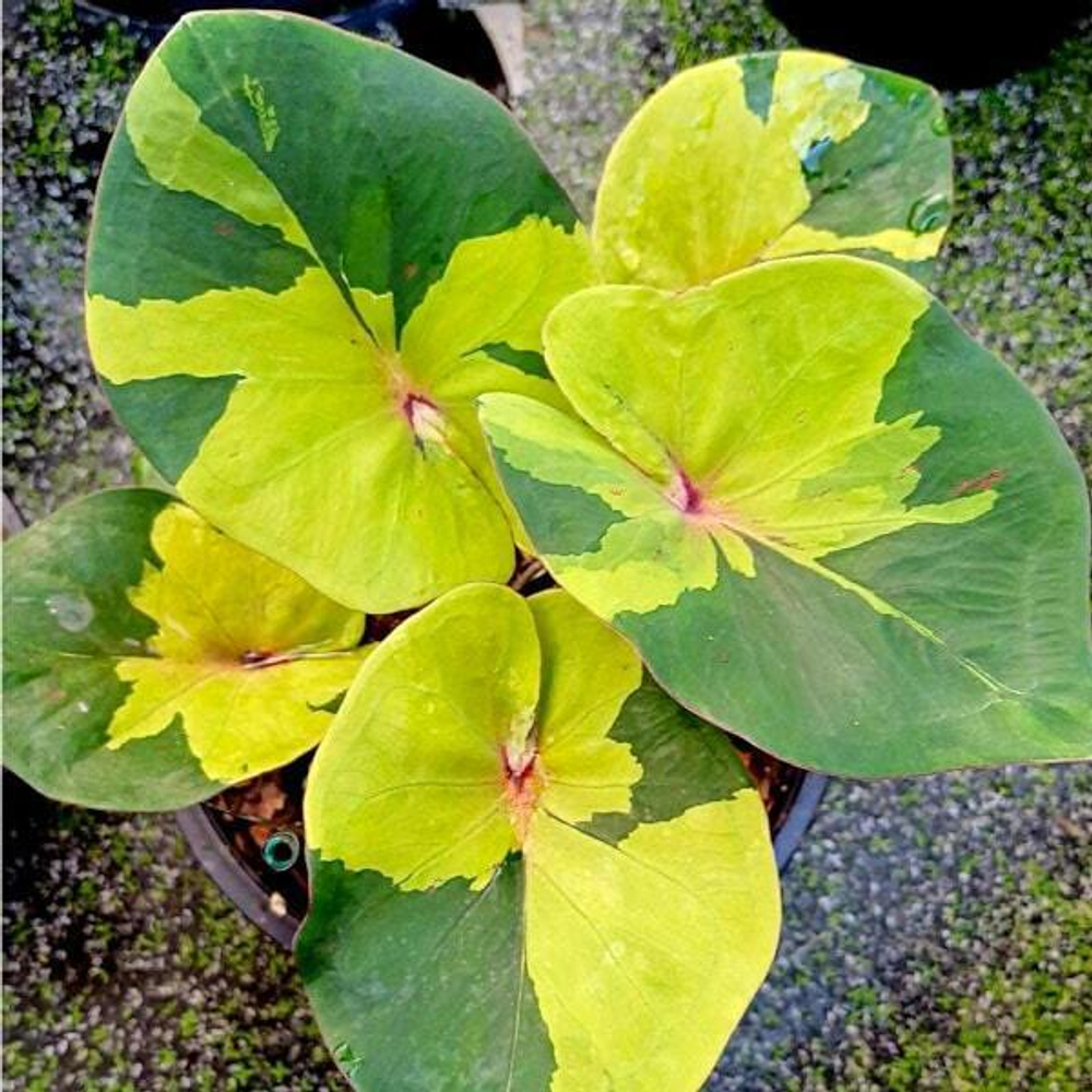 Каладиум UTHAYAN LUANG RATCHAPHRUEK