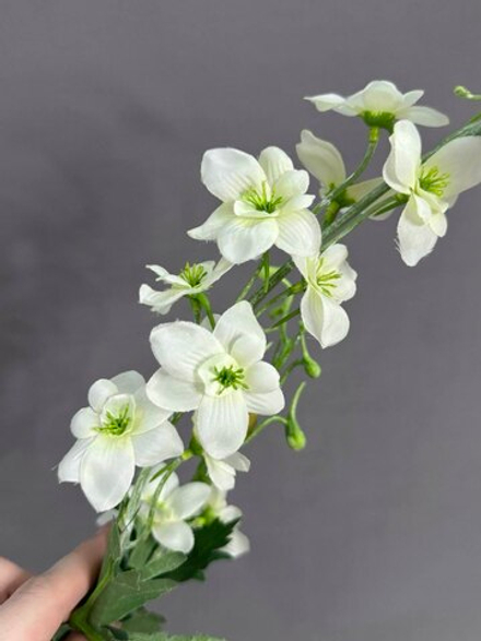 Дельфиниум белый (h79 см)