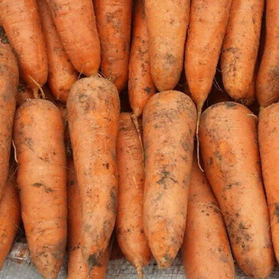 Кордоба F1 семена моркови курода/шантане (Bejo / ALEXAGRO) культура – фото 4