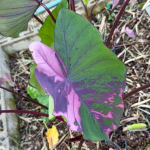 Колоказия NUB DOW