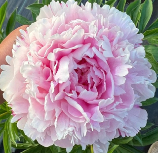 Пион Сарра Бернардт (Sarah Bernhardt)