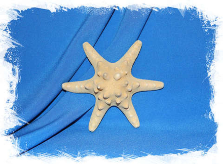 Филиппинская морская звезда 13 см. 6 лучей