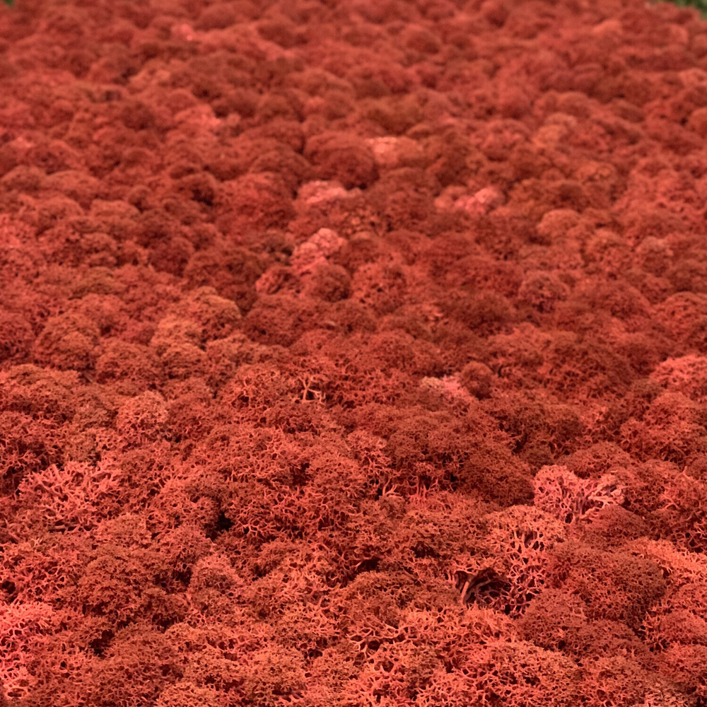 Мох ягель "Decoration" бордовый