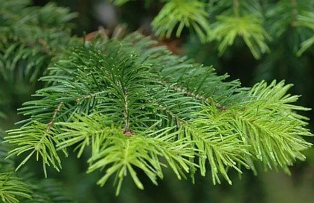 Пихта сибирская