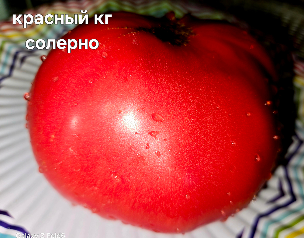 Красный килограмм солерно