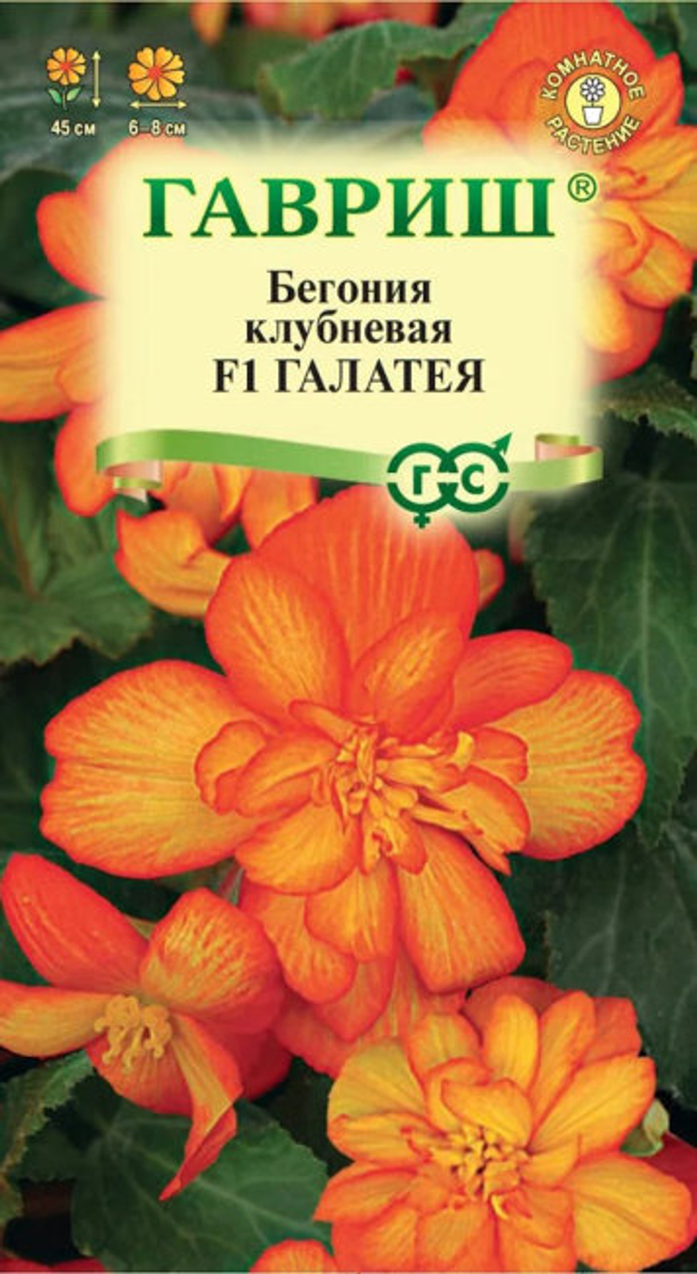 Бегония клубневая Галатея F1 4шт.