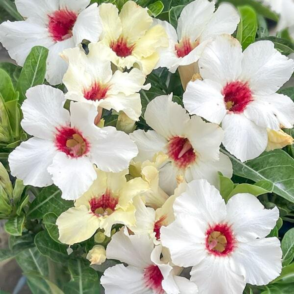 Адениум SUMMER SNOW