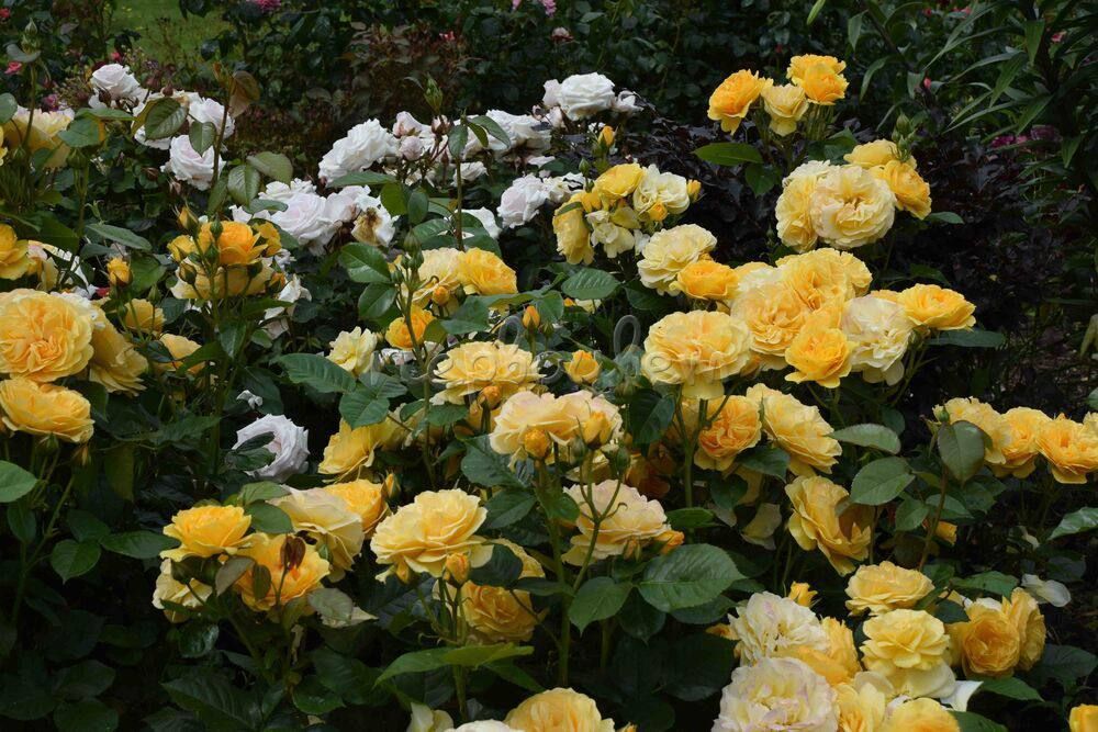 Роза Абсолютли Фабулос 110 см Закупка М21 весна 2026