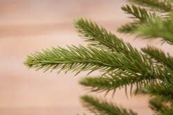 Ель в мешочке 45см Edelman B.V. Чемберлен зеленая