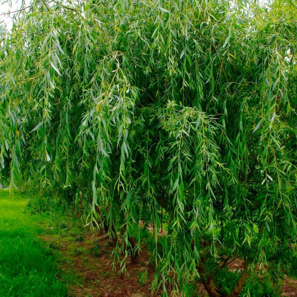 фото ивы белой-adonnis.ru