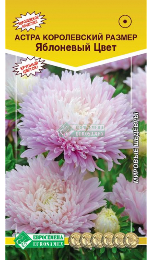 Астра Королевский размер Яблоневый цвет