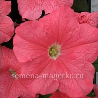 Петуния  крупноцветковая Игл Салмон F1 100 драже