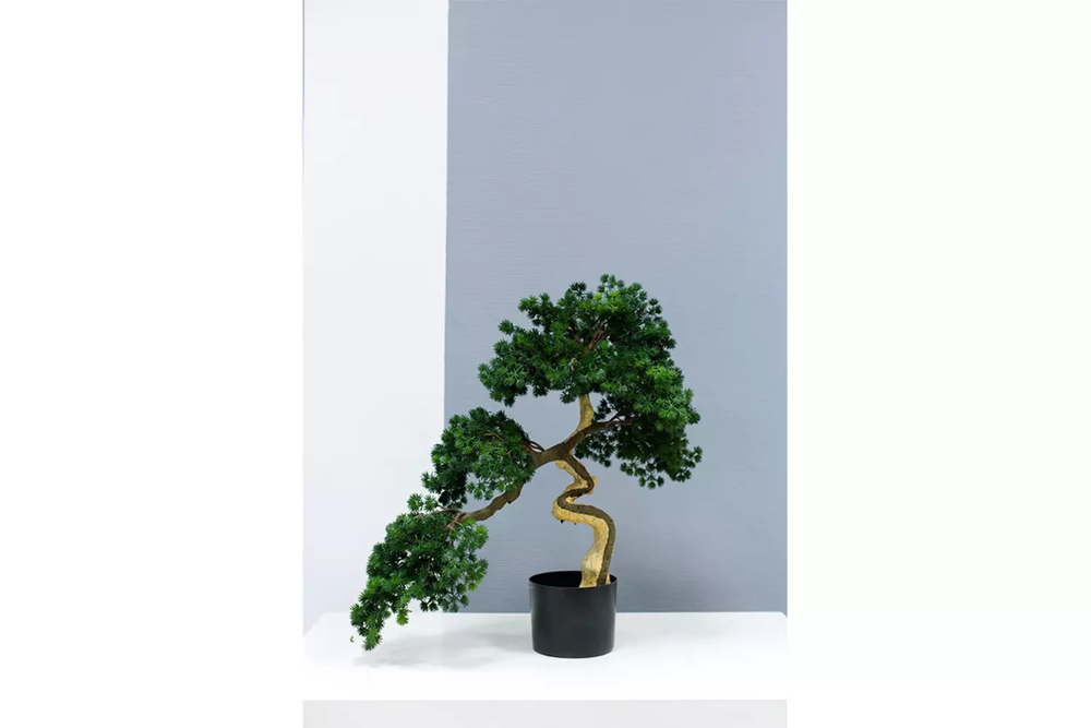 Бонсай игольчатый в. 63 см/ ш. 65 см (белый ствол)