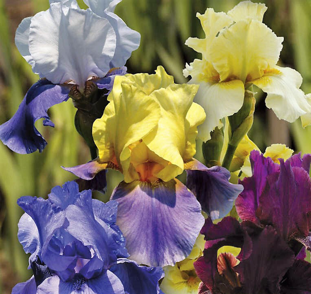 Ирисы бородатые смесьх violetyllow mix