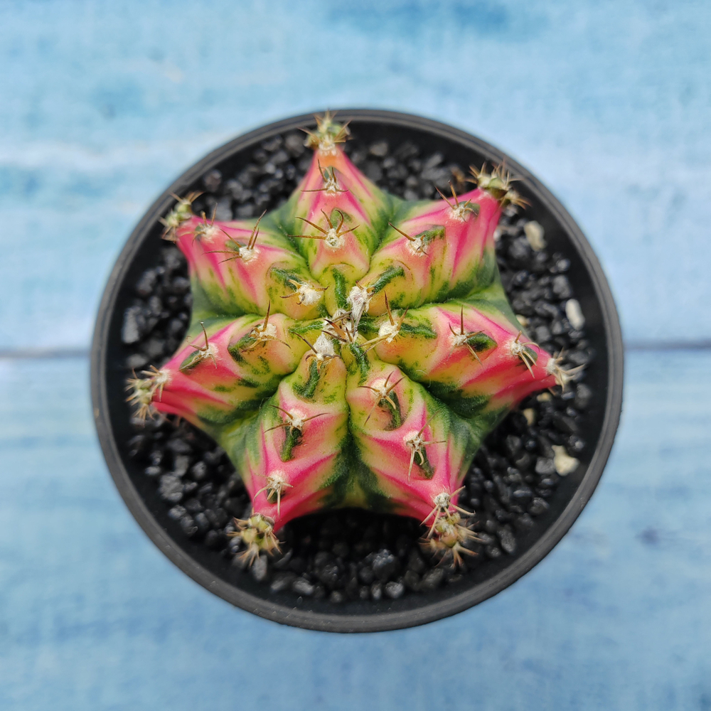 Gymnocalycium Variegata (Гимнокалициум Вариегатный)