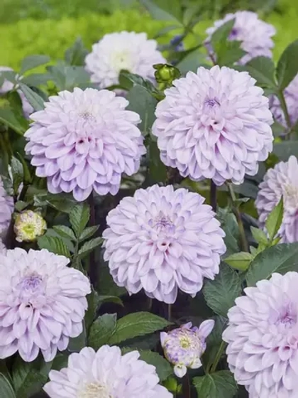 Георгин декоративный Эспасио