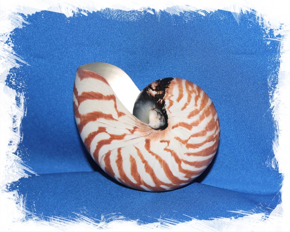 Наутилус Помпилиус 8 - 11 см