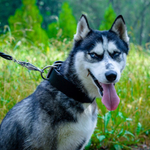FORDOGTRAINERS Ошейник кожаный широкий для собак «Laconic Austerity» 50 мм, длина 60 см, черный