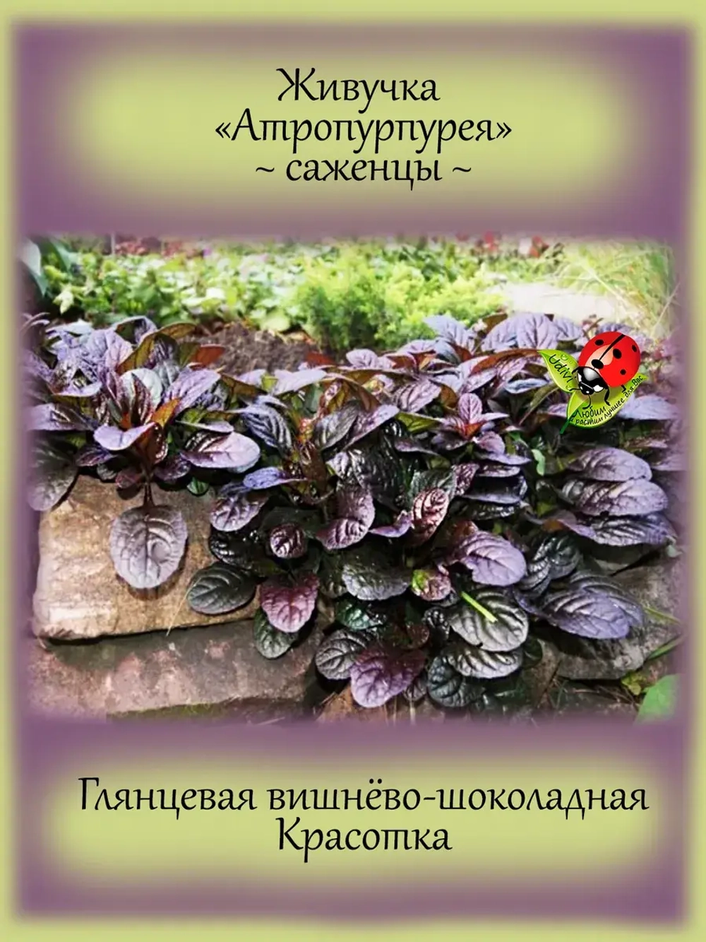 Живучка Атропарпурея аюга почвопокровная
