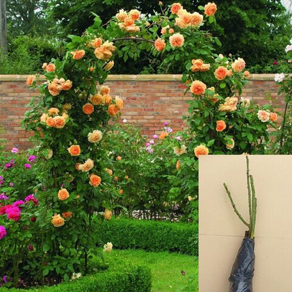 Роза Полька плетистая саженец с ОКС.