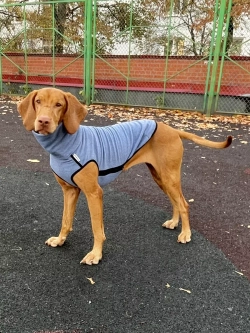 Свитер для собак на молнии попона