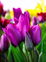 Тюльпан Многоцветковый Найт Клаб