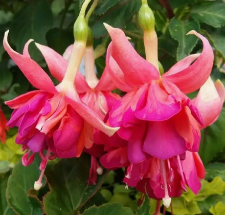 Фуксии в наличии