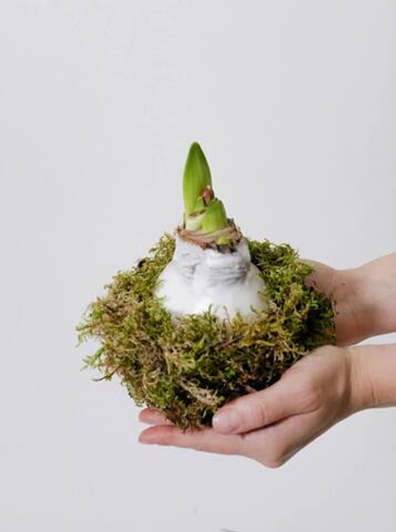 Луковица амариллиса