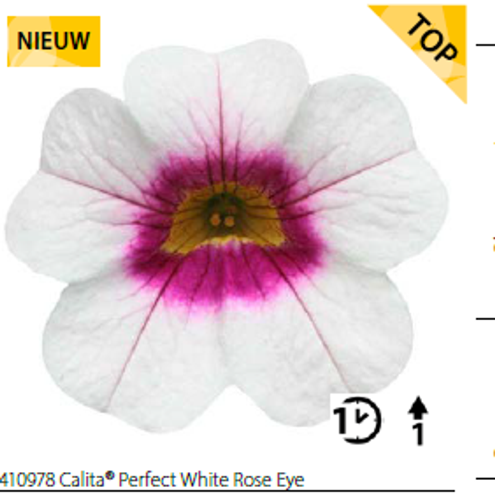 Калибрахоа Calita Perfect White Rose Eye укорененный черенок ОКС конец ноября